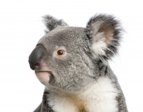 Portrait of male Koala bear