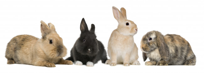 Four bunnies
