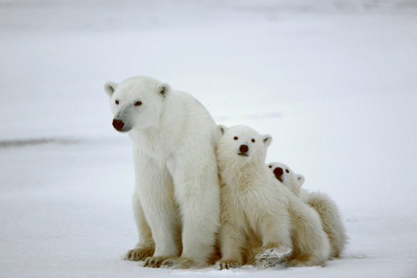Polar Bear Family