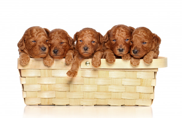 Poodle in basket