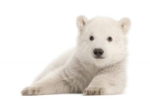 Polar bear cub