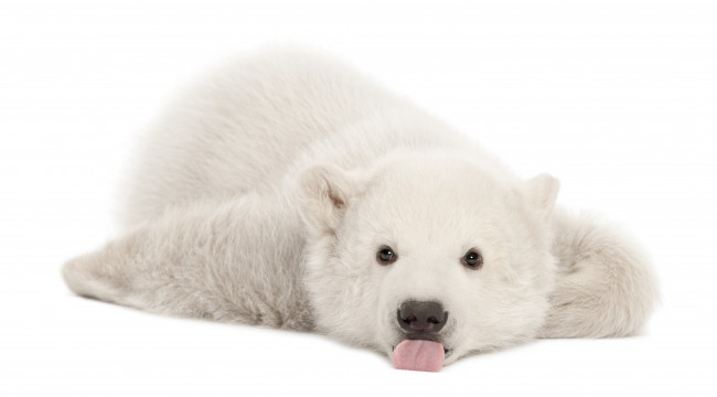 Polar bear cub