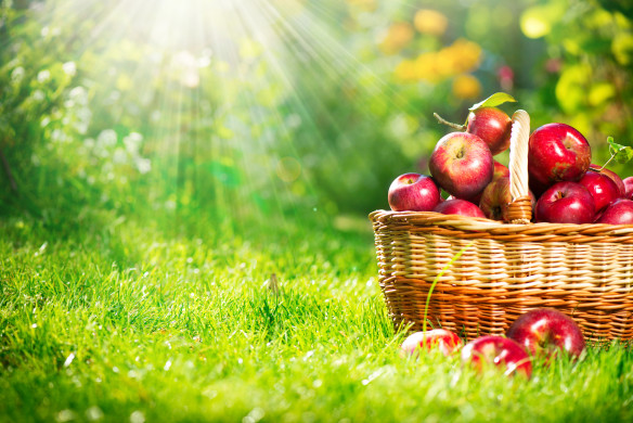 Red Apples