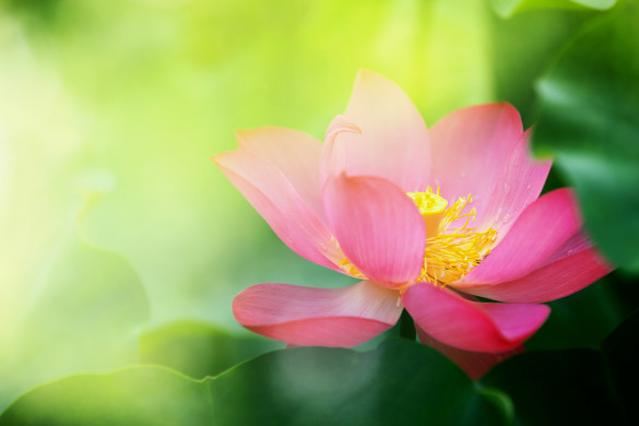 Pink Lotus flower