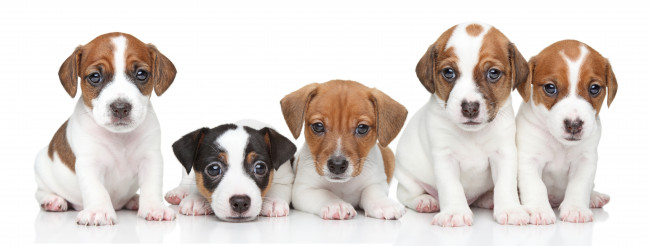 Group of Jack Russel terrier puppies
