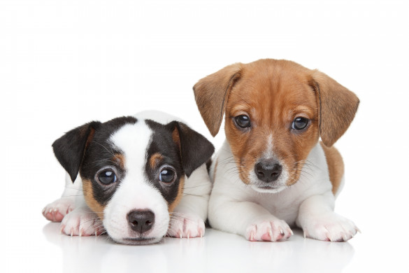 Two Jack Russell terrier puppies
