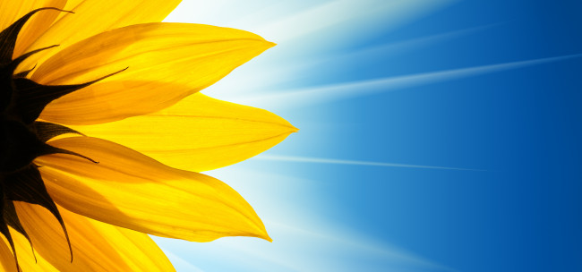 Sunflower Sunshine