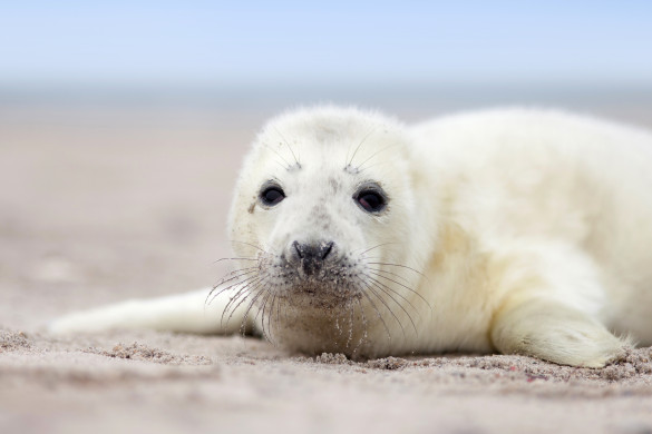 Baby seal