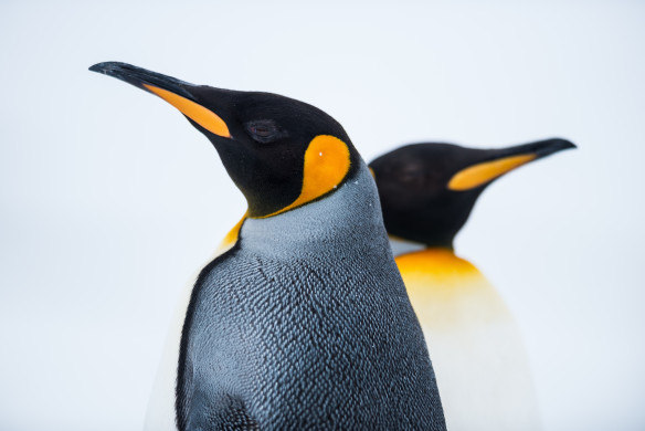 King Penguin Couple in love