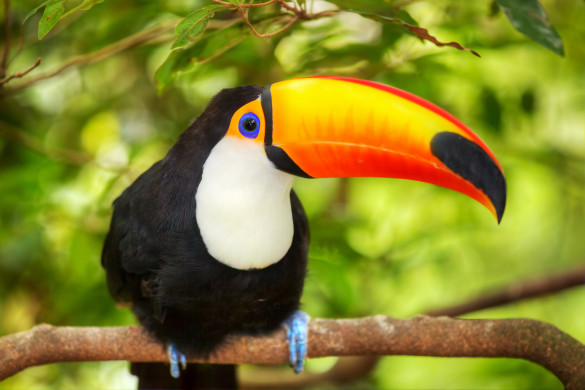 Beautiful Toucan