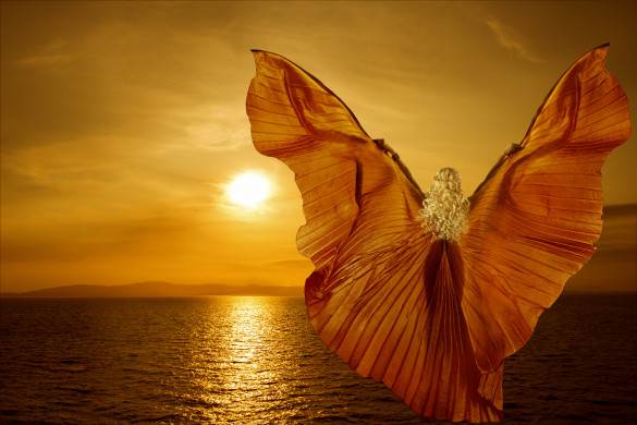 Have Wings Will Fly