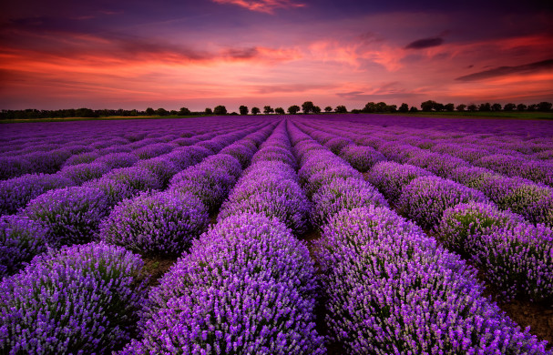 Lavender field at sunset
