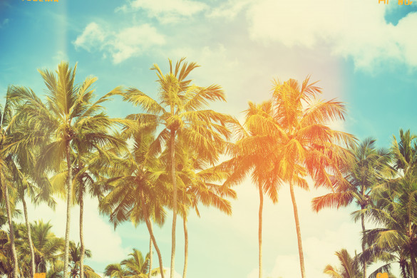 Palm trees at tropical coast