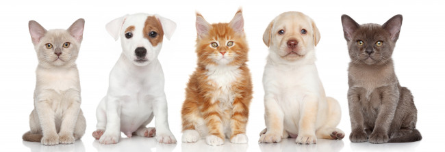Dogs and cats