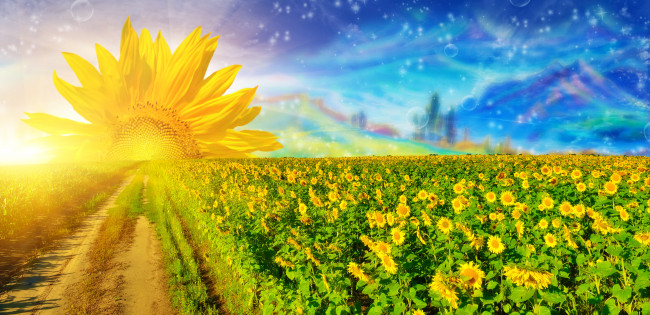 Sunflowers