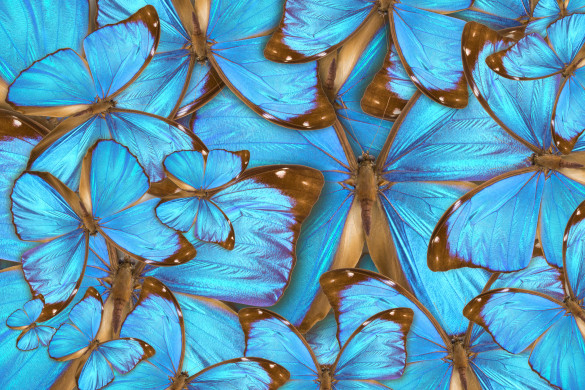 Butterfly Abstract