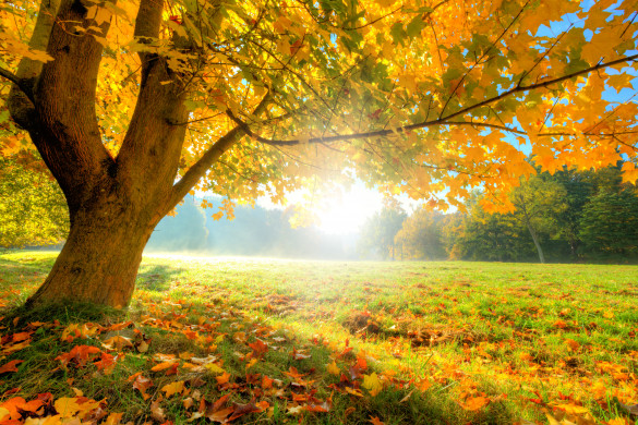 Autumn Tree