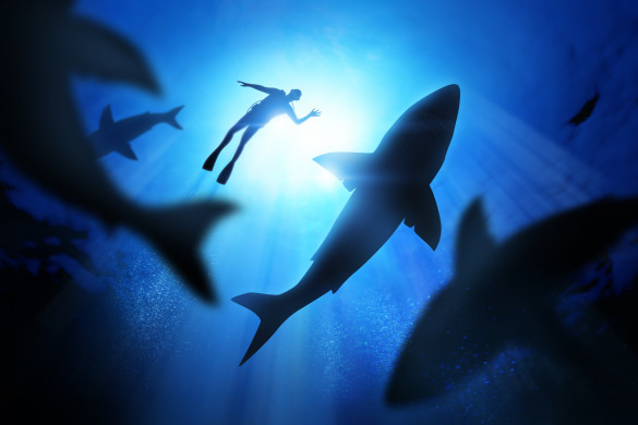 Sharks and diver