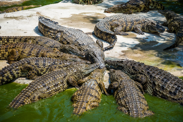 Crocodiles