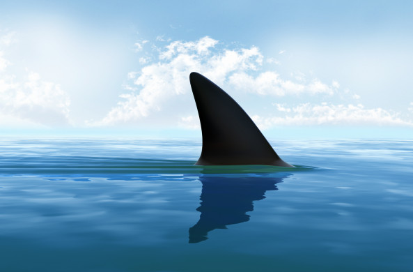 Shark fin above water