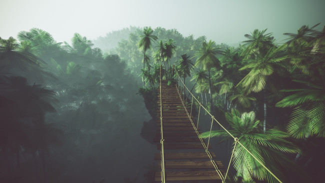 Rope bridge in misty jungle with palms