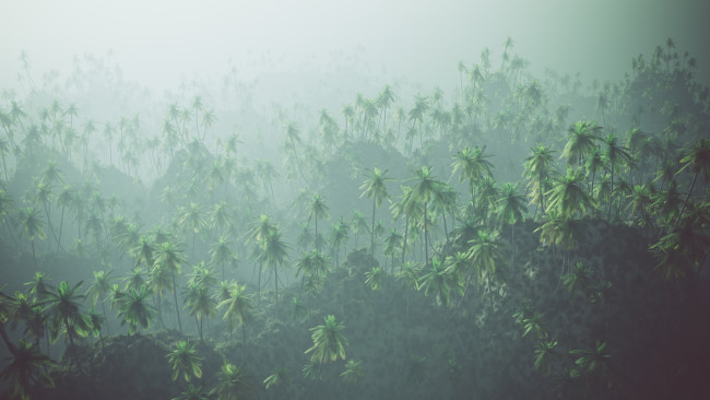 Aerial of palm forest in the mist.
