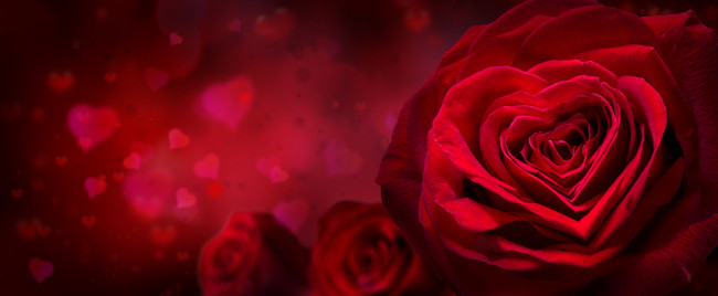 Red Roses