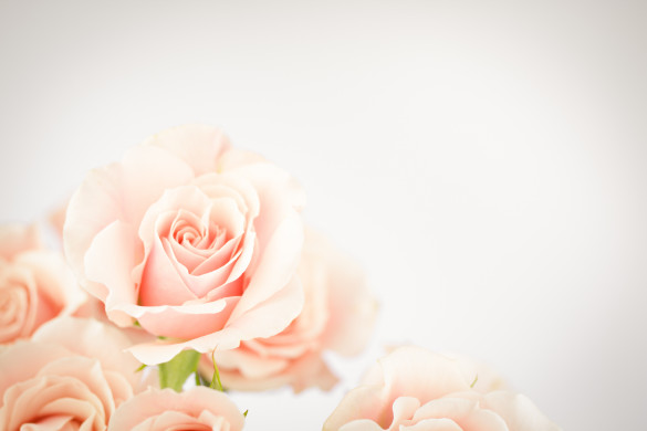 Dreamy Rose