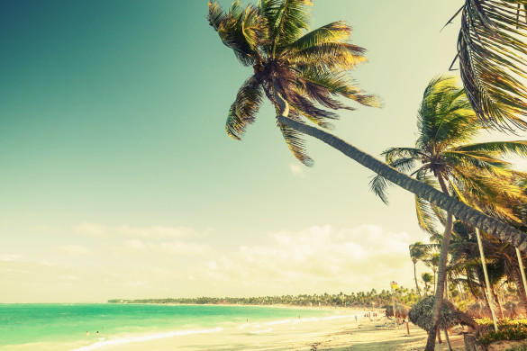 Palm trees at tropical coast