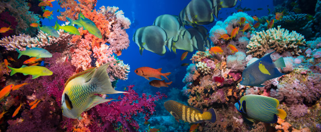 Tropical Reef Fish