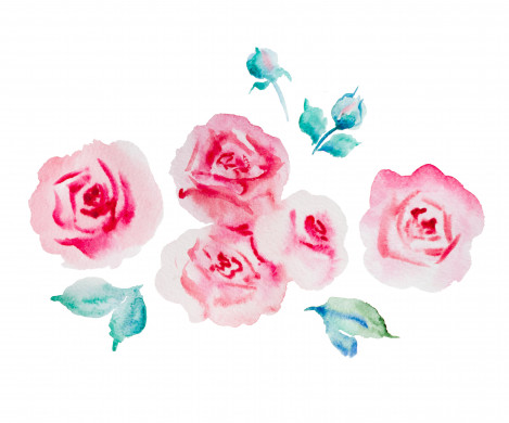 Pale pink roses watercolor illustration