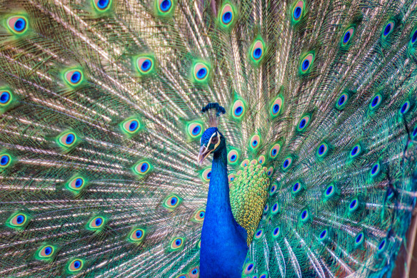 Magnificent Peacock