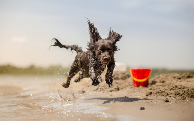 Beach Dog