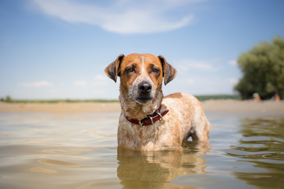 Dog on vacation
