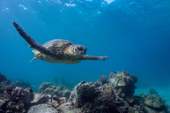 Giant turtle