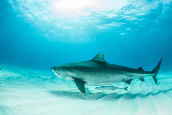 Shark diving