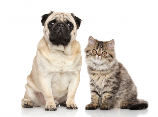 Cute dog and cat staring