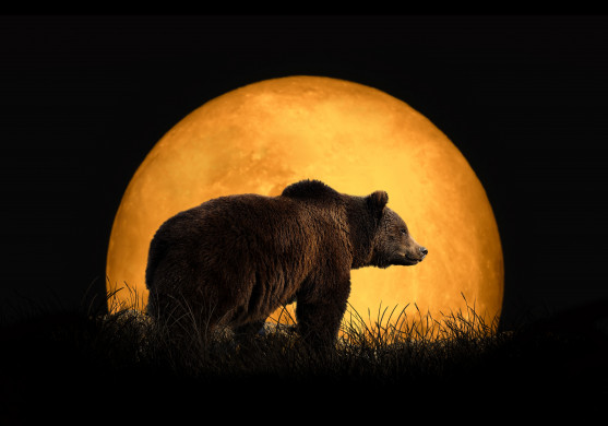 Bear and the red moon