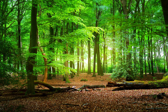 Walkway in a spring forest