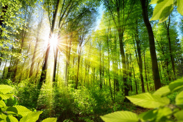 The forest bathed in sun