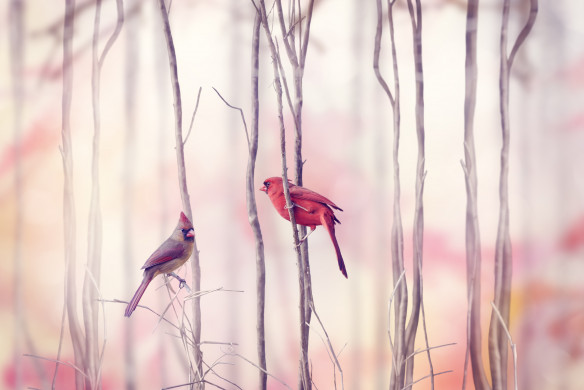 Northern Cardinal Birds