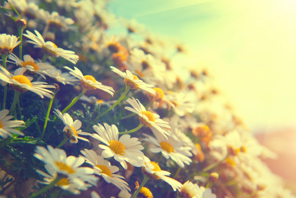 Daisy flowers