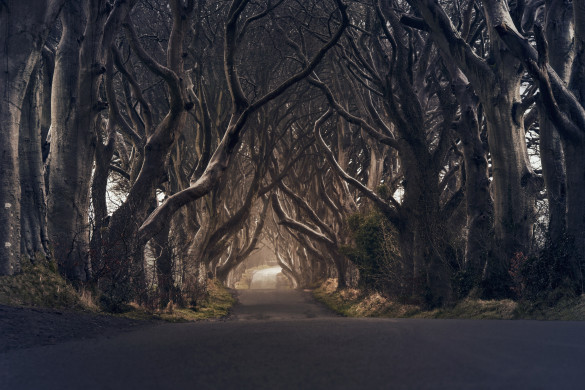 The Dark Hedges