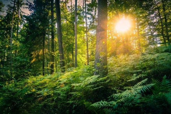 Palatinate Forest