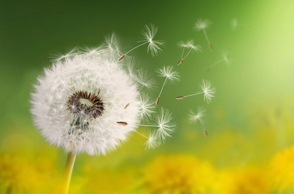 Dandelion seeds