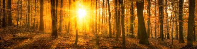 Golden panoramic forest