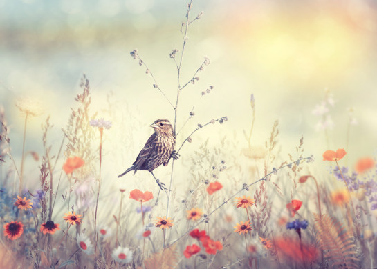 Field with wild flowers and a bird