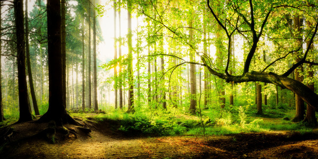 Sunrise in the forest 