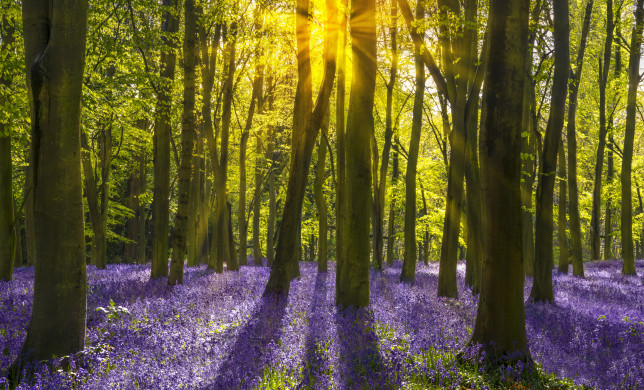 Bluebell Woods