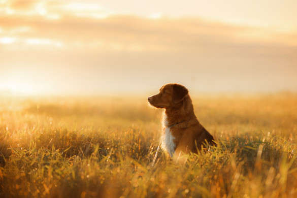 Dog Nova Scotia Duck Tolling Retriever